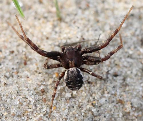 Xysticus sp.