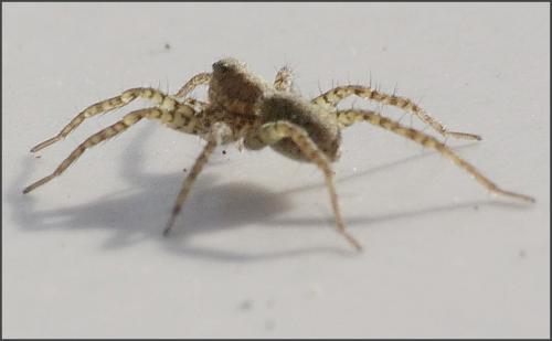 Pardosa sp.