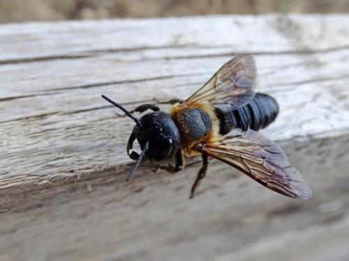 Megachile sculpturalis