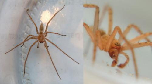 Anyphaena numida