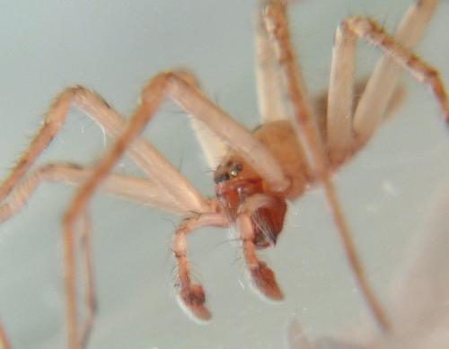 Réf. 130 205 : Anyphaena numida