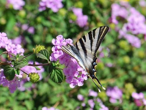 Réf. 130 059 : Iphiclides podalirius feisthamelii