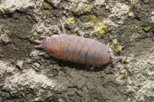 Porcellionides pruinosus
