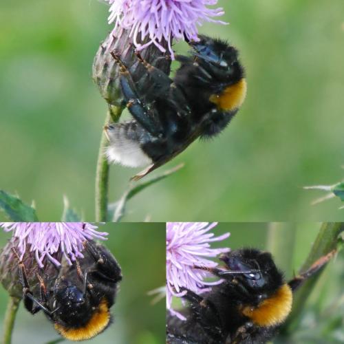 Bombus sp.