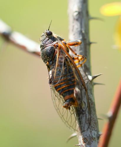 Réf. 130 263 : Cicadettinae inconnu