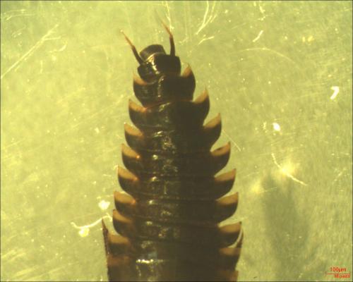 Silpha tristis