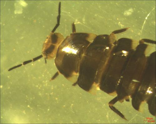 Silpha tristis
