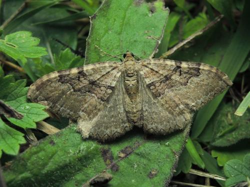 Hydria cervinalis