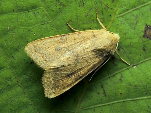 Réf. 130 624 : Agrochola circellaris