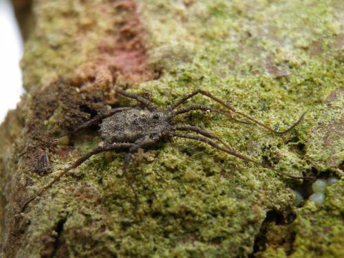 Homalenotus quadridentatus
