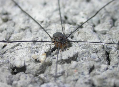 Réf. 130 735 : Leiobunum sp-a