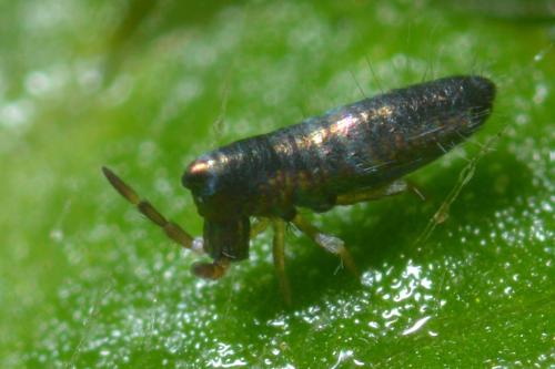 Réf. 130 980 : Lepidocyrtus paradoxus