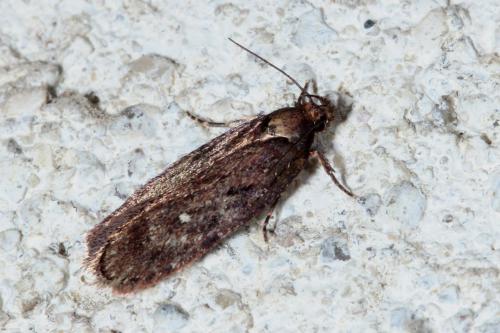 Réf. 130 029 : Depressaria albipunctella