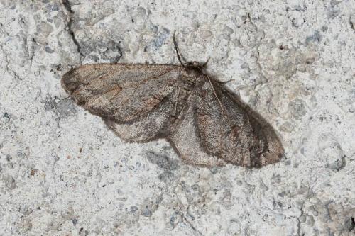 Agriopis bajaria