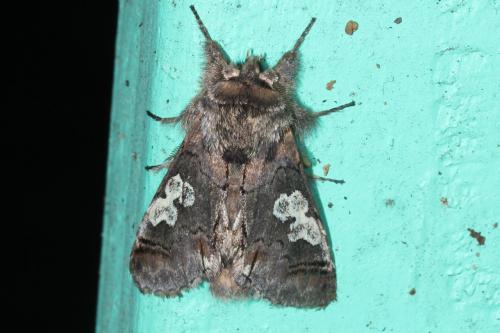 Réf. 130 019 : Diloba caeruleocephala