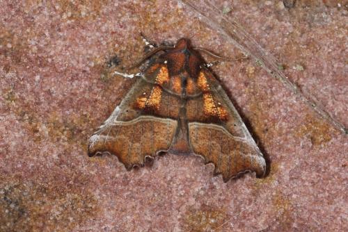 Réf. 130 345 : Scoliopteryx libatrix
