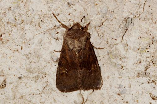 Réf. 130 574 : Aporophyla lueneburgensis