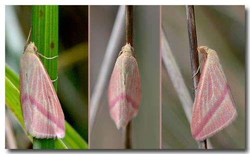 Rhodometra sacraria