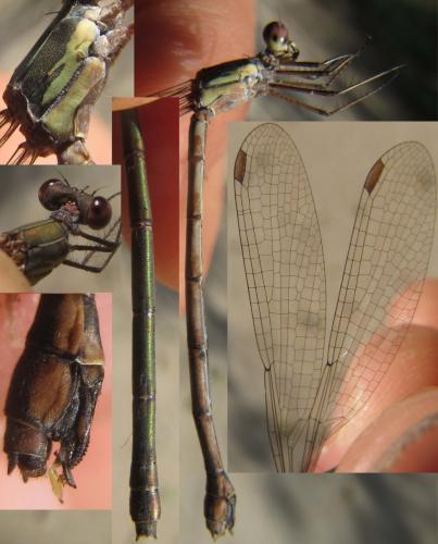 Réf. 130 253 : Chalcolestes viridis