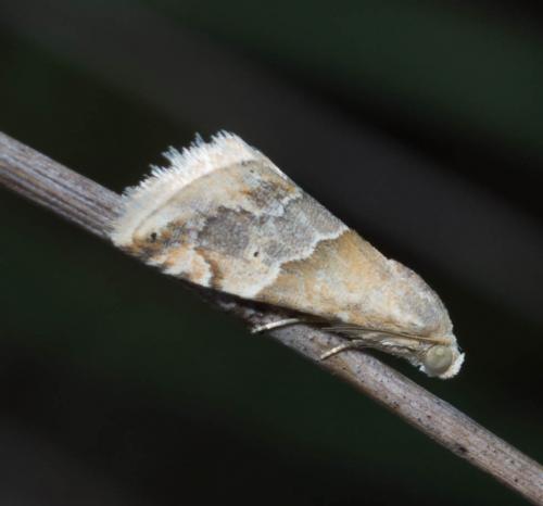 Eublemma parva