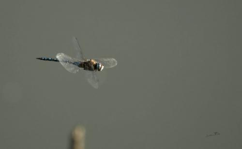 Aeshna mixta