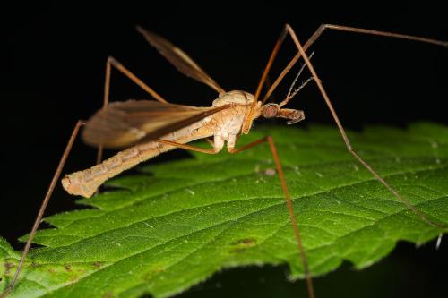 Réf. 130 497 : Tipula oleracea
