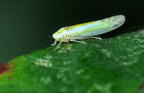 Lindbergina aurovittata