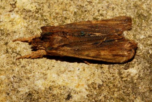 Réf. 130 372 : Lithophane semibrunnea
