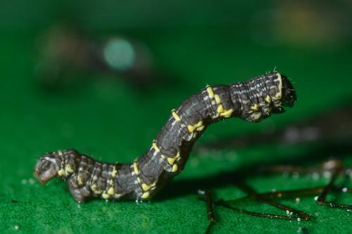 Lycia sp.