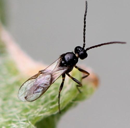 Réf. 130 653 : Lysiphlebus sp.
