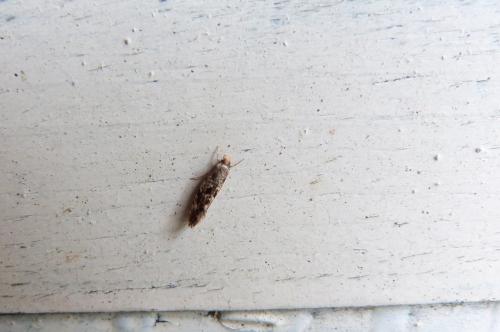 Réf. 130 602 : Nemapogon sp.