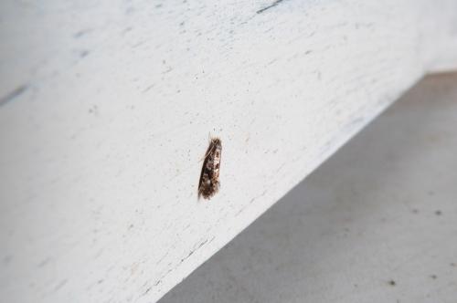 Réf. 130 652 : Nemapogon sp.
