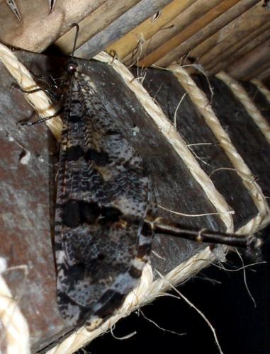 Palpares amitinus