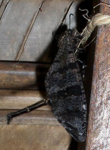 Palpares amitinus