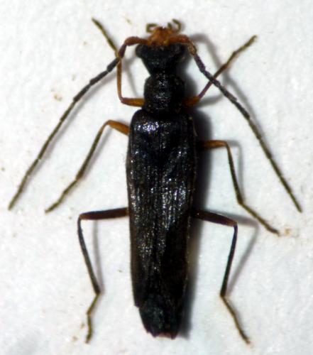 Malthinus frontalis
