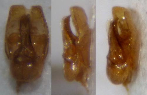 Réf. 130 386 : Malthinus frontalis