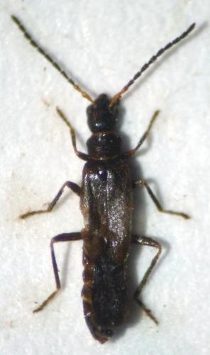 Malthodes setifer