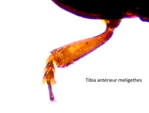 Meligethes sp.