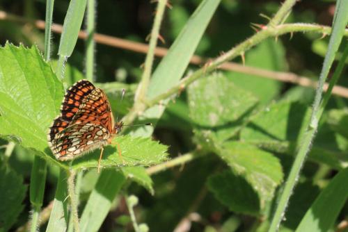 Melitaea sp.