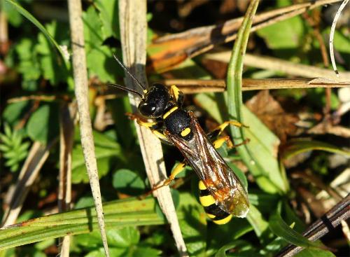 Mellinus arvensis