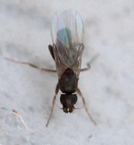 Réf. 130 264 : Metopina sp.