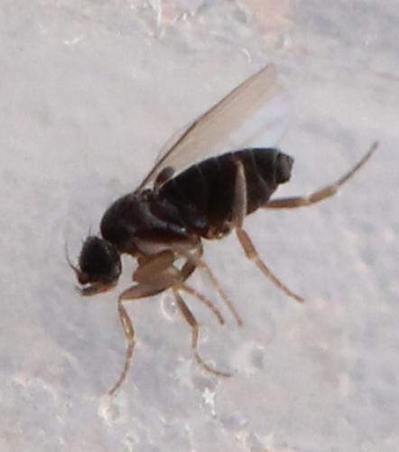Metopina sp.