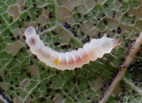 Phyllonorycter platani