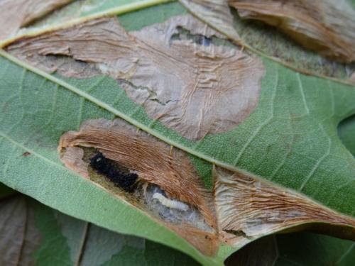 Phyllonorycter platani