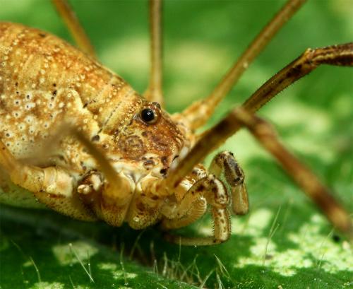 Réf. 130 164 : Mitopus morio