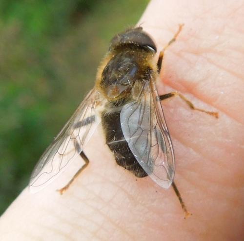 Réf. 130 078 : Eristalis pertinax