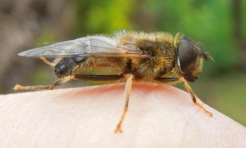 Eristalis pertinax