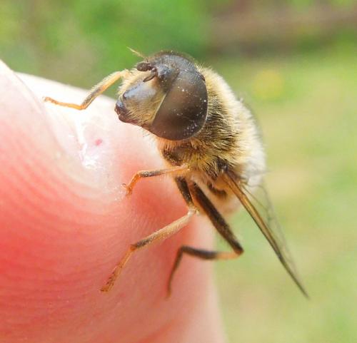 Eristalis pertinax