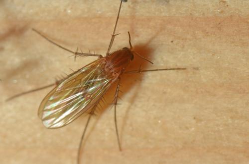 Mycetophila sp.
