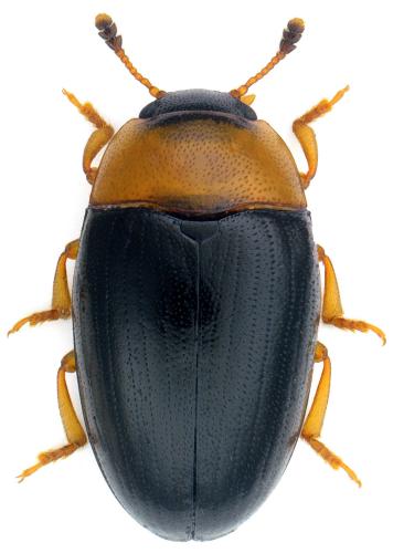 Triplax collaris